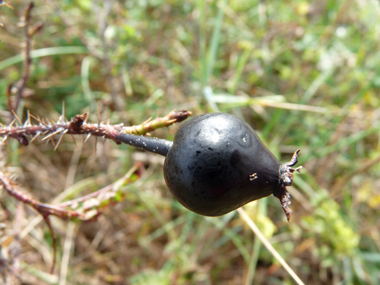 Fruits arrondis, rouges puis noirs à maturité. Agrandir dans une nouvelle fenêtre (ou onglet)